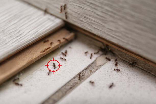Best Emergency Pest Control  in Atlanta, IL